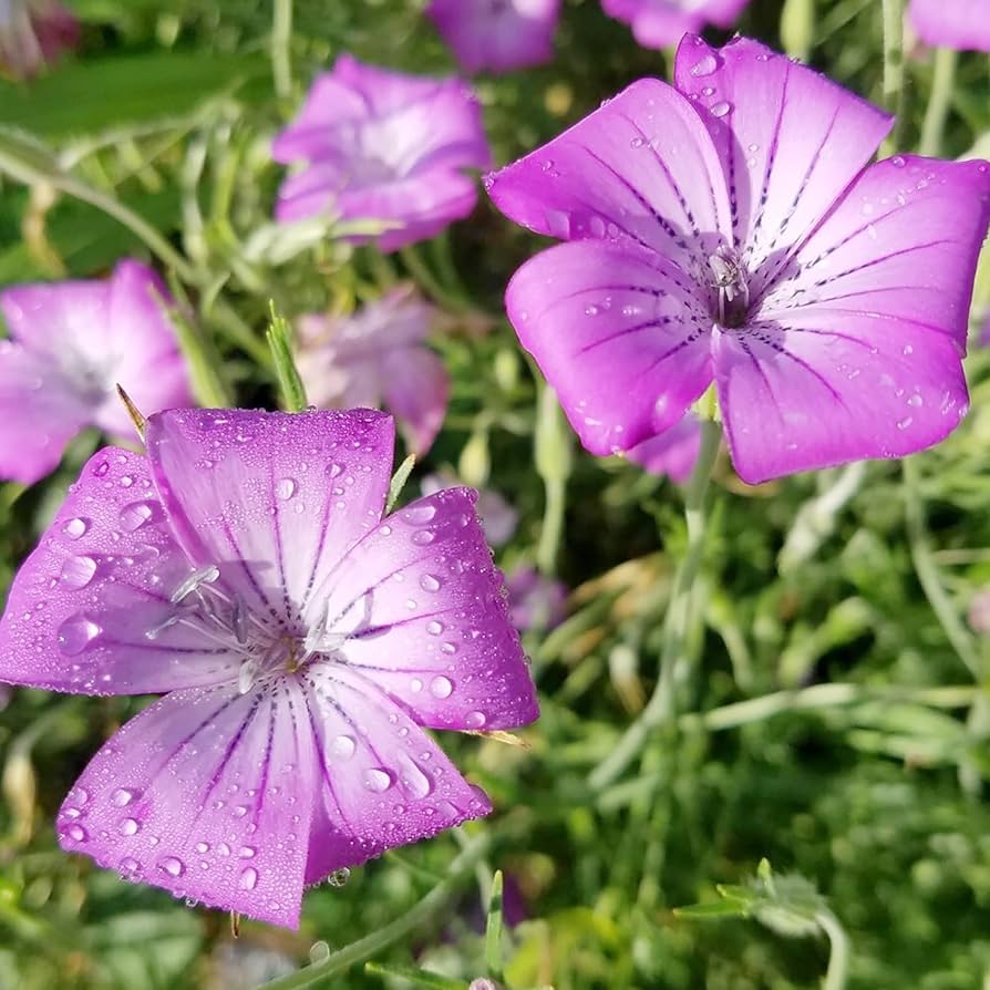 Heirloom Corncockle Flower Seeds, Non-GMO Graceful Wildflower Blooms for Cottage and Meadow Garden Planting for planting in home garden